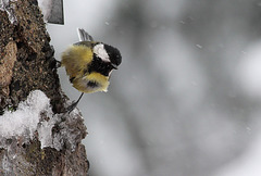 Mésange charbonnière dans les giboulées d'avril (3)