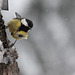 Mésange charbonnière dans les giboulées d'avril (3)