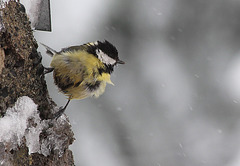 Mésange charbonnière dans les giboulées d'avril (4)