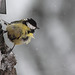 Mésange charbonnière dans les giboulées d'avril (4)