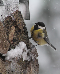 Mésange charbonnière dans les giboulées d'avril (5)