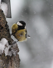 Mésange charbonnière dans les giboulées d'avril (6)