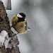 Mésange charbonnière dans les giboulées d'avril (6)