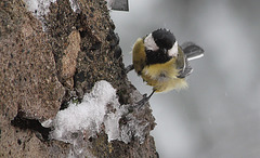 Mésange charbonnière dans les giboulées d'avril (7)