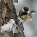 Mésange charbonnière dans les giboulées d'avril (7)