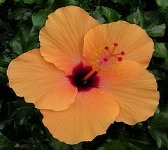 Hibiscus