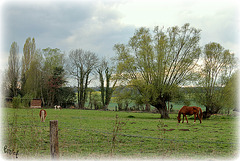 DANS LA PRAIRIE ****