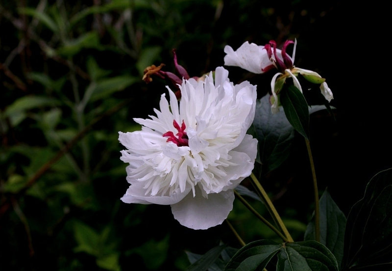 Pivoine à identifier