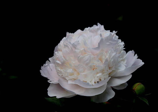 Pivoine à identifier