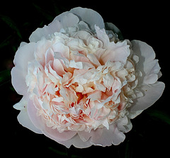 Pivoine à identifier