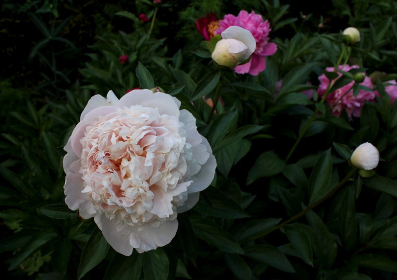 Pivoine à identifier