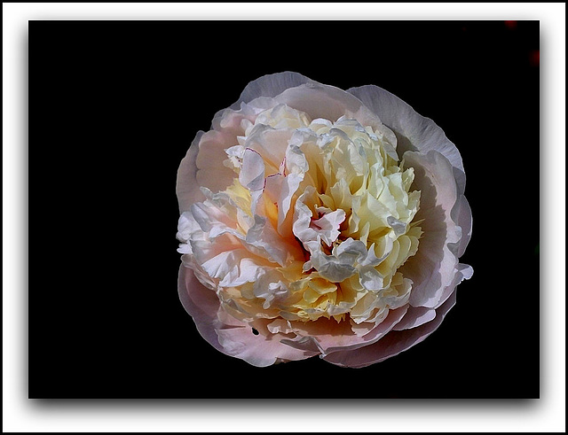 Pivoine à identifier