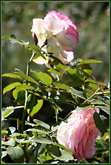 Roses à Chenonceaux