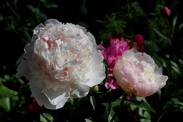 Pivoine à identifier