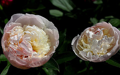 Pivoine à identifier