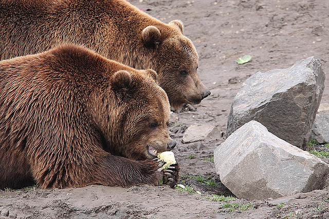 20110116 9364Aw [D-GE] Kamtschatkabär (Ursus arctus beringianus), Zoom Gelsenkirchen