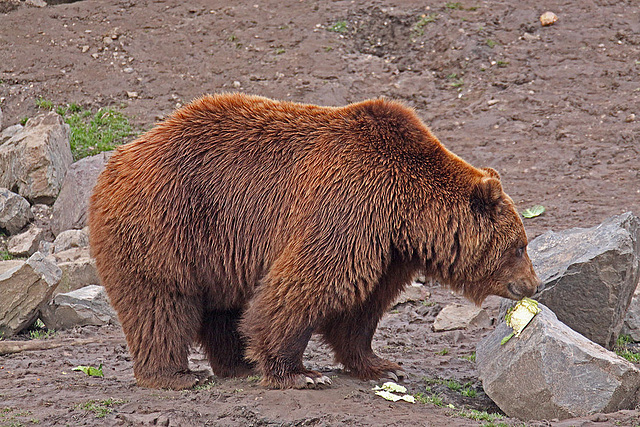 20110116 9363Aw [D-GE] Kamtschatkabär (Ursus arctus beringianus), Zoom Gelsenkirchen