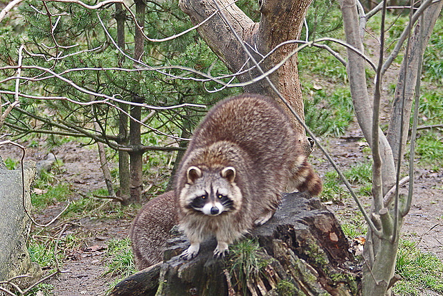 20110116 9358Aw [D-GE] Waschbär, Zoom Gelsenkirchen