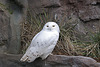 20110116 9357Aw [D-GE] Schneeeule (Nyctea scandiaca), Zoom Gelsenkirchen