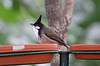 20110116 9346Aw [D-GE] Rotohrbülbül (Pycnonotus jocosus), Zoom Gelsenkirchen