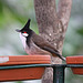 20110116 9346Aw [D-GE] Rotohrbülbül (Pycnonotus jocosus), Zoom Gelsenkirchen