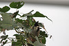 20110116 9339Aw [D-GE] Rotohrbülbül (Pycnonotus jocosus), Zoom Gelsenkirchen