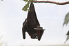 20110116 9333Aw [D-GE] Malaiischer Flughund (Pteropus vampyrus) [Kalong], Zoom Gelsenkirchen