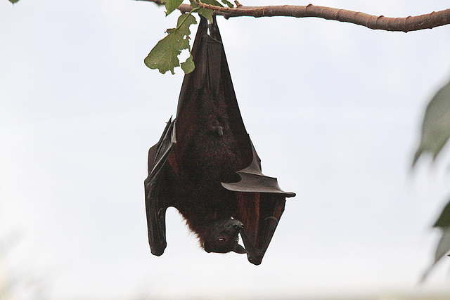 20110116 9333Aw [D-GE] Malaiischer Flughund (Pteropus vampyrus) [Kalong], Zoom Gelsenkirchen