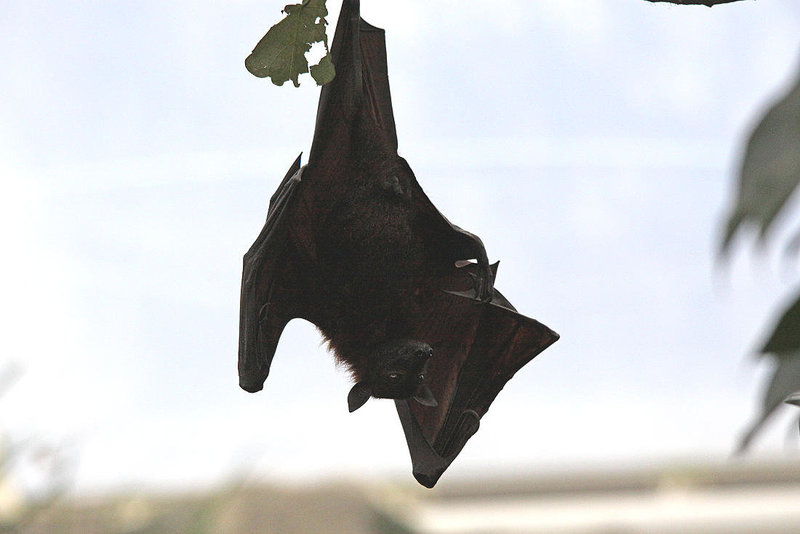 20110116 9332Aw [D-GE] Malaiischer Flughund (Pteropus vampyrus) [Kalong], Zoom Gelsenkirchen