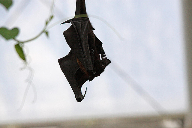 20110116 9331Aw [D-GE] Malaiischer Flughund (Pteropus vampyrus) [Kalong], Zoom Gelsenkirchen