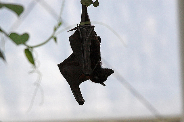 20110116 9330Aw [D-GE] Malaiischer Flughund (Pteropus vampyrus) [Kalong], Zoom Gelsenkirchen