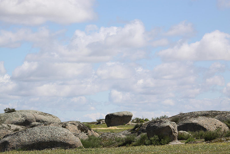 20120506 8913RAw [E] Weideland, Herguijuela, Extremadra