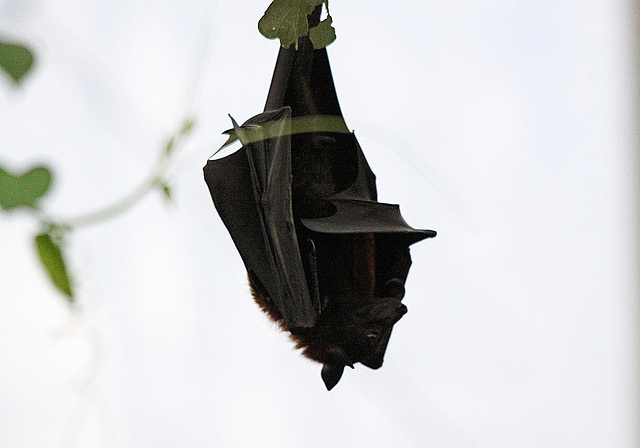 20110116 9329Aw [D-GE] Malaiischer Flughund (Pteropus vampyrus) [Kalong], Zoom Gelsenkirchen