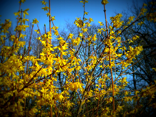 Der Frühling kommt - la printempo alvenas