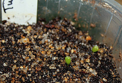 semis Turbinicactus