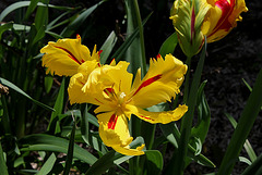 Tulipe perroquet (3)