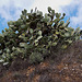 20120506 8896RAw [E] Kaktus Opuntie [Herguijuela]