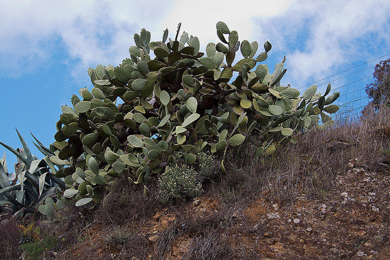 20120506 8896RAw [E] Feigen-Kaktus (Opuntia ficus-indica), Herguijuela, Extremadura