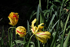 Tulipe perroquet (4)