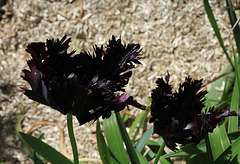 Tulipe perroquet (5)