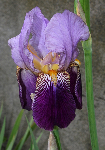 Iris Ancien 'Alcazar'