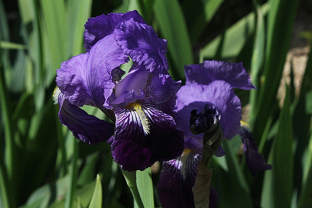 Iris Ancien , Type germanica- Jean Chevreau ( Cayeux )????