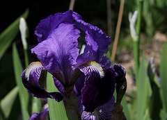 Iris Ancien , Type germanica