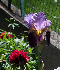 Iris ancien 'Alcazar'