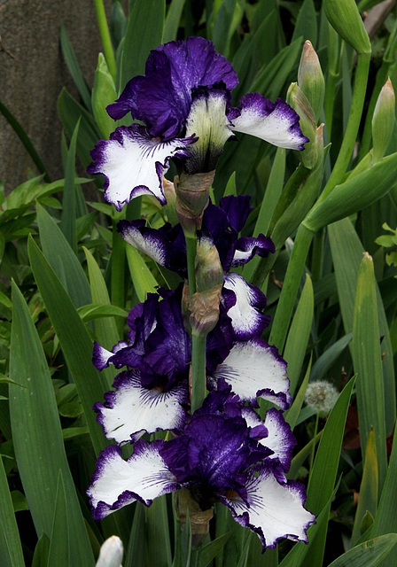 Iris Art Deco