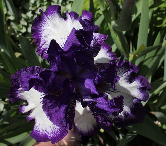 Iris Art Deco (4)