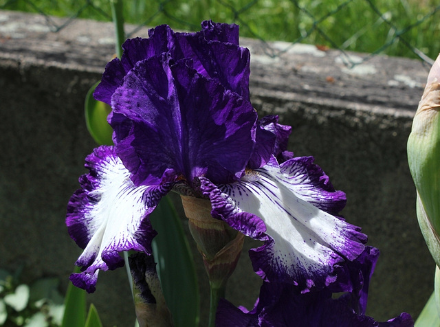 Iris Art Deco (6)