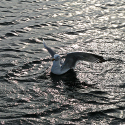 Je me pose Je me pose