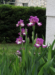 Iris Footlose (2)