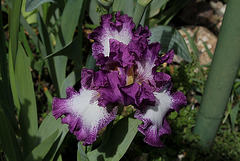 Iris Mariposa Autumn